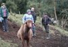 Ecografías y control sanitario fortalecen el manejo de rebaños caprinos en la zona norte de Aysén