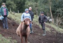 Ecografías y control sanitario fortalecen el manejo de rebaños caprinos en la zona norte de Aysén