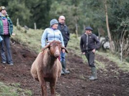 Ecografías y control sanitario fortalecen el manejo de rebaños caprinos en la zona norte de Aysén Ecografías y control sanitario fortalecen el manejo de rebaños caprinos en la zona norte de Aysén