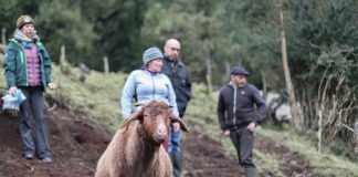 Ecografías y control sanitario fortalecen el manejo de rebaños caprinos en la zona norte de Aysén