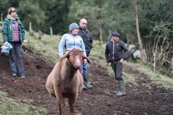 Ecografías y control sanitario fortalecen el manejo de rebaños caprinos en la zona norte de Aysén Ecografías y control sanitario fortalecen el manejo de rebaños caprinos en la zona norte de Aysén