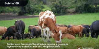 Ecuador | Gobierno del Presidente Daniel Noboa impulsa la ganadería regenerativa y capacita a más de 2.400 productores Ecuador | Gobierno del Presidente Daniel Noboa impulsa la ganadería regenerativa y capacita a más de 2.400 productores