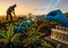 Edición genética transforma una maleza en un nuevo cultivo que genera ingresos para los agricultores Edición genética transforma una maleza en un nuevo cultivo que genera ingresos para los agricultores