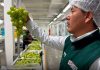 El clima desafía a la uva peruana: Se adelanta cosecha y producción baja 5% El clima desafía a la uva peruana: Se adelanta cosecha y producción baja 5%