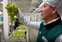 El clima desafía a la uva peruana: Se adelanta cosecha y producción baja 5% El clima desafía a la uva peruana: Se adelanta cosecha y producción baja 5%