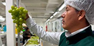 El clima desafía a la uva peruana: Se adelanta cosecha y producción baja 5% El clima desafía a la uva peruana: Se adelanta cosecha y producción baja 5%