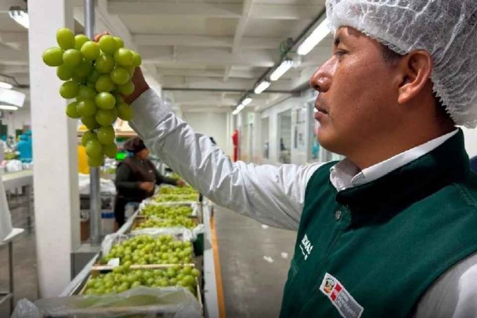 El clima desafía a la uva peruana Se adelanta cosecha y producción baja 5% El clima desafía a la uva peruana: Se adelanta cosecha y producción baja 5%
