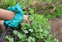 Columna de opinión | El ingeniero agrónomo frente al cambio climático: un profesional clave para adaptar la producción El ingeniero agrónomo frente al cambio climático: un profesional clave para adaptar la producción