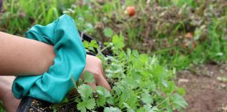 El ingeniero agrónomo frente al cambio climático: un profesional clave para adaptar la producción
