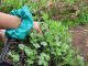 El ingeniero agrónomo frente al cambio climático: un profesional clave para adaptar la producción
