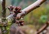 El mundo agro se reúne para enfrentar las enfermedades bacterianas y abordar la temporada 2026 en el contexto del fenómeno de El Niño El mundo agro se reúne para enfrentar las enfermedades bacterianas y abordar la temporada 2026 en el contexto del fenómeno de El Niño