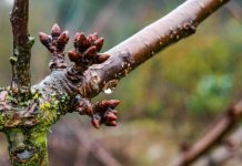 El mundo agro se reúne para enfrentar las enfermedades bacterianas y abordar la temporada 2026 en el contexto del fenómeno de El Niño El mundo agro se reúne para enfrentar las enfermedades bacterianas y abordar la temporada 2026 en el contexto del fenómeno de El Niño