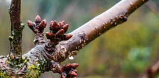 El mundo agro se reúne para enfrentar las enfermedades bacterianas y abordar la temporada 2026 en el contexto del fenómeno de El Niño El mundo agro se reúne para enfrentar las enfermedades bacterianas y abordar la temporada 2026 en el contexto del fenómeno de El Niño
