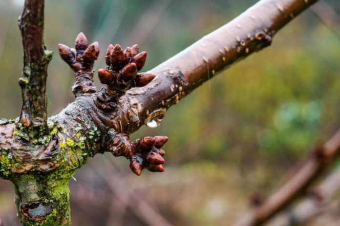 El mundo agro se reúne para enfrentar las enfermedades bacterianas y abordar la temporada 2026 en el contexto del fenómeno de El Niño