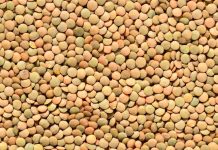 Especialistas analizan cómo aumentar la producción y el consumo de legumbres en Chile