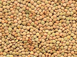 Especialistas analizan cómo aumentar la producción y el consumo de legumbres en Chile Especialistas analizan cómo aumentar la producción y el consumo de legumbres en Chile