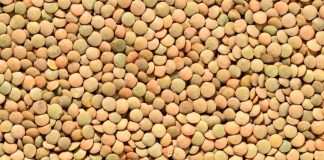Especialistas analizan cómo aumentar la producción y el consumo de legumbres en Chile