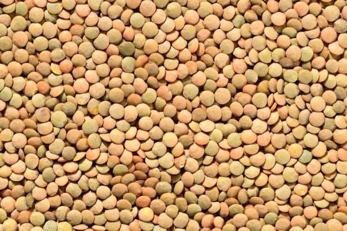 Especialistas analizan cómo aumentar la producción y el consumo de legumbres en Chile