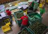 Estados Unidos frena la exportación de aguacate desde México por la violencia en Michoacán Estados Unidos frena la exportación de aguacate desde México por la violencia en Michoacán