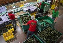 Estados Unidos frena la exportación de aguacate desde México por la violencia en Michoacán Estados Unidos frena la exportación de aguacate desde México por la violencia en Michoacán