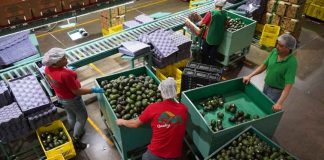 Estados Unidos frena la exportación de aguacate desde México por la violencia en Michoacán Estados Unidos frena la exportación de aguacate desde México por la violencia en Michoacán
