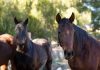 Europa | El virus similar al Shamonda continúa propagándose por Europa: llega a las ovejas y se detecta por primera vez en caballos