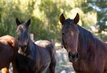 Europa | El virus similar al Shamonda continúa propagándose por Europa: llega a las ovejas y se detecta por primera vez en caballos