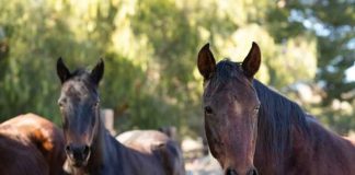 Europa | El virus similar al Shamonda continúa propagándose por Europa: llega a las ovejas y se detecta por primera vez en caballos