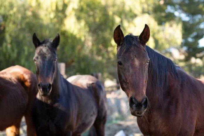 Europa El virus similar al Shamonda continúa propagándose por Europa llega a las ovejas y se detecta por primera vez en caballos Europa | El virus similar al Shamonda continúa propagándose por Europa: llega a las ovejas y se detecta por primera vez en caballos