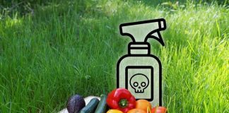 Experta UCM advierte que los residuos de plaguicidas en alimentos requieren más ciencia, vigilancia y transparencia Experta UCM advierte que los residuos de plaguicidas en alimentos requieren más ciencia, vigilancia y transparencia