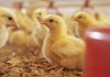 Expertos se reúnen en el Encuentro Latinoamericano de Bienestar Animal, para dialogar sobre salud animal, producción, sustentabilidad e innovación Expertos se reúnen en el Encuentro Latinoamericano de Bienestar Animal, para dialogar sobre salud animal, producción, sustentabilidad e innovación