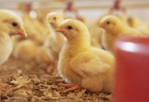 Expertos se reúnen en el Encuentro Latinoamericano de Bienestar Animal, para dialogar sobre salud animal, producción, sustentabilidad e innovación Expertos se reúnen en el Encuentro Latinoamericano de Bienestar Animal, para dialogar sobre salud animal, producción, sustentabilidad e innovación