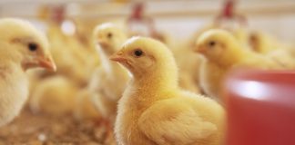 Expertos se reúnen en el Encuentro Latinoamericano de Bienestar Animal, para dialogar sobre salud animal, producción, sustentabilidad e innovación
