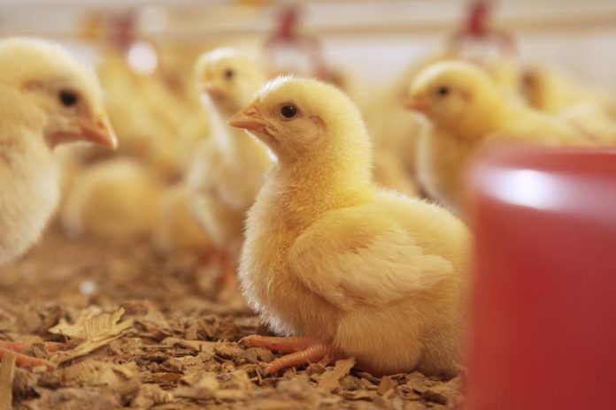 Expertos se reúnen en el Encuentro Latinoamericano de Bienestar Animal, para dialogar sobre salud animal, producción, sustentabilidad e innovación Expertos se reúnen en el Encuentro Latinoamericano de Bienestar Animal, para dialogar sobre salud animal, producción, sustentabilidad e innovación