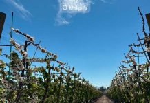 Fildra, el libro de campo digital chileno que reemplaza al Excel, llega a ordenar la nueva era del cuaderno de aplicaciones SAG Fildra, el libro de campo digital chileno que reemplaza al Excel, llega a ordenar la nueva era del cuaderno de aplicaciones SAG