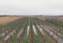 Reportaje | Física y biología del suelo post-lluvias: Los desafíos de la reestructuración agronómica desde Atacama hasta Los Lagos Reportaje | Física y biología del suelo post-lluvias: Los desafíos de la reestructuración agronómica desde Atacama hasta Los Lagos