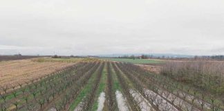 Reportaje | Física y biología del suelo post-lluvias: Los desafíos de la reestructuración agronómica desde Atacama hasta Los Lagos Reportaje | Física y biología del suelo post-lluvias: Los desafíos de la reestructuración agronómica desde Atacama hasta Los Lagos