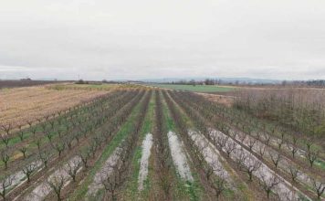 Reportaje | Física y biología del suelo post-lluvias: Los desafíos de la reestructuración agronómica desde Atacama hasta Los Lagos