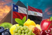 Frutas de Chile participará en el “Día de la gastronomía chilena en Egipto” para potenciar las exportaciones en los mercados del norte de África