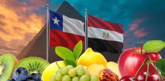 Frutas de Chile participará en el “Día de la gastronomía chilena en Egipto” para potenciar las exportaciones en los mercados del norte de África Frutas de Chile participará en el “Día de la gastronomía chilena en Egipto” para potenciar las exportaciones en los mercados del norte de África