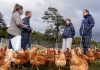Apoyo integral a agricultores según su trayectoria y territorio anunció INDAP en su Cuenta Pública INDAP Ñuble catastrará más de 1200 agricultores afectados para focalizar apoyos tras declaración de emergencia agrícola (1)