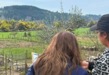 INDAP Ñuble catastrará más de 1200 agricultores afectados para focalizar apoyos tras declaración de emergencia agrícola