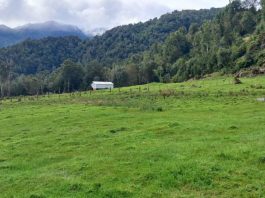INDAP abre concursos para mejorar suelos y praderas en Aysén INDAP abre concursos para mejorar suelos y praderas en Aysén