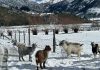INDAP solicita recursos extraordinarios para apoyar a agricultores afectados por nevazones en Alto Biobío INDAP solicita recursos extraordinarios para apoyar a agricultores afectados por nevazones en Alto Biobío