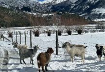INDAP solicita recursos extraordinarios para apoyar a agricultores afectados por nevazones en Alto Biobío INDAP solicita recursos extraordinarios para apoyar a agricultores afectados por nevazones en Alto Biobío