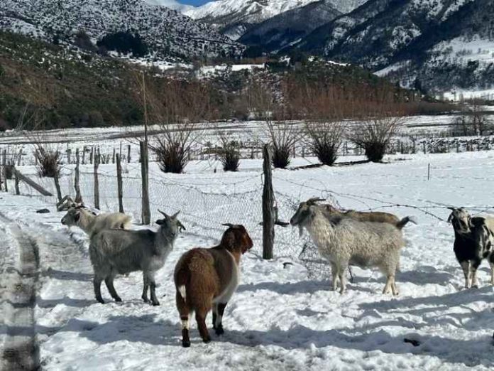 INDAP solicita recursos extraordinarios para apoyar a agricultores afectados por nevazones en Alto Biobío INDAP solicita recursos extraordinarios para apoyar a agricultores afectados por nevazones en Alto Biobío