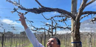 INIA Intihuasi entrega recomendaciones a viticultores para enfrentar daños provocados por lluvias