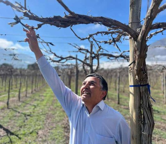 INIA Intihuasi entrega recomendaciones a viticultores para enfrentar daños provocados por lluvias INIA Intihuasi entrega recomendaciones a viticultores para enfrentar daños provocados por lluvias