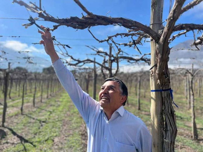 INIA Intihuasi entrega recomendaciones a viticultores para enfrentar daños provocados por lluvias INIA Intihuasi entrega recomendaciones a viticultores para enfrentar daños provocados por lluvias