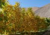 INIA Intihuasi entrega recomendaciones para el manejo de frutales tras las intensas lluvias